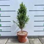 Smrek biely (Picea glauca) ‘DECEMBER’ – výška 40-50 cm, kont. C3L